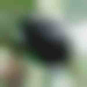 Vairošanas kaste veselīgām saknēm (5 gabali) | ROOTY