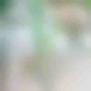 Augu kritiena novērstāja | ROOTZI